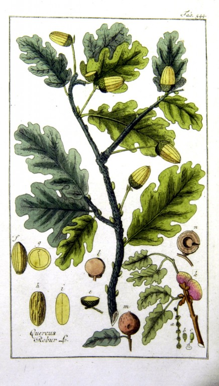 Eiche Litho